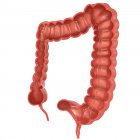 Coupe transversale du gros intestin normal — Photo de stock