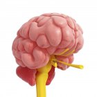 Anatomie de la moelle épinière cérébrale — Photo de stock
