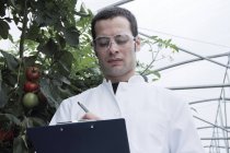 Scientist checking tomatoes, low angle view. — Stock Photo