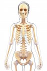 Système squelettique de la femelle adulte — Photo de stock