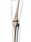Человеческая нога и кости колена — стоковое фото