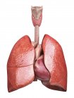 Menschliche Lungen normale Anatomie — Stockfoto
