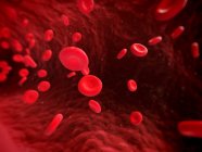 Rote Blutkörperchen und Blutgefäße — Stockfoto