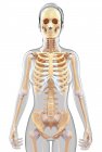 Sistema esquelético y anatomía del ser humano adulto - foto de stock