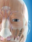 Анатомія обличчя і м'язова масаж обличчя — стокове фото