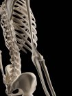 Скелетная система человека и структурная анатомия — стоковое фото