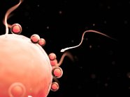 Fécondation d'ovules humains sains — Photo de stock