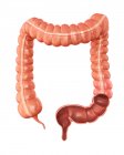 Coupe transversale du gros intestin normal — Photo de stock