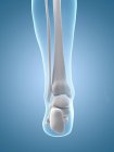 Ossos da perna e do pé — Fotografia de Stock