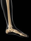 Anatomía normal de huesos del pie - foto de stock