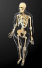 Скелетная система взрослой женщины — стоковое фото