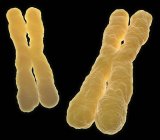 Хромосоми під час поділу клітин — стокове фото