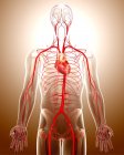Human cardiovascular system — Stock Photo