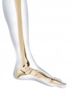Normale Anatomie der Fußknochen — Stockfoto