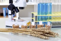 Wheat grains and corn in containers with laboratory equipment for food research. — Stock Photo