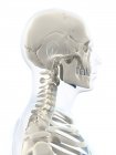 Крупный план черепа и костей черепа — стоковое фото