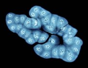 Cromosomas gigantes de politeno - foto de stock