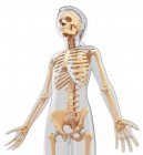 Скелетная система взрослой женщины — стоковое фото