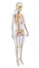 Normales Skelettsystem eines Erwachsenen — Stockfoto