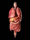 Внутренние органы и пищеварительная система — стоковое фото