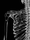 Анатомия плечевого сустава — стоковое фото