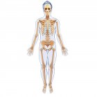 Système squelettique normal de l'adulte — Photo de stock