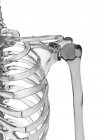 Human shoulder joint anatomy — Stock Photo