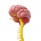 Anatomia da medula espinal cerebral — Fotografia de Stock