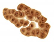 Giant Polytene chromosomes — Stock Photo