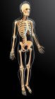 Скелетна система і анатомія дорослої людини — стокове фото