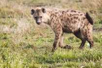 Hiena manchada caminando en el prado en Tanzania - foto de stock