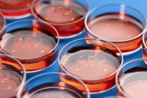 Petri dishes for DNA sequencing, close-up. — Stock Photo