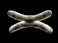 Хромосома структура і склад — стокове фото