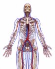 Sistemi scheletrici e cardiovascolari — Foto stock
