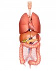 Órgãos internos e sistema digestivo — Fotografia de Stock