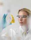 Female scientist examining cultures in petri dish. — Stock Photo