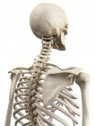 Upper body bones anatomy — Stock Photo