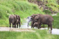 Manada de elefantes africanos en Tanzania . - foto de stock
