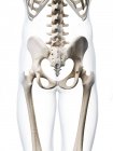 Structural anatomy of human pelvis — Stock Photo