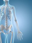 Spina, gabbia toracica e ossa delle braccia — Foto stock