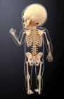 Skelettsystem von Säuglingen — Stockfoto