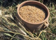 Пшеничні зерна в глиняному горщику на траві на сонячному світлі . — стокове фото