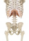 Анатомия диафрагмы человека — стоковое фото