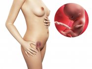 Desenvolvimento de feto de 11 semanas — Fotografia de Stock