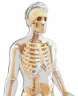 Skelettsystem und Knorpel des erwachsenen Menschen — Stockfoto