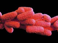 Legionella Pneumophila Bacterias - foto de stock