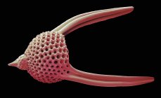 Lychnocanoma guscio radiolariano — Foto stock