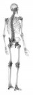 Schematic rendering of human skeletal system — Stock Photo