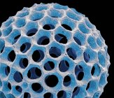 Conchiglia radiolariana Acrospaera — Foto stock