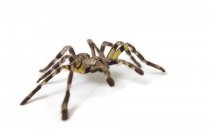 Araña tarántula para mascotas - foto de stock